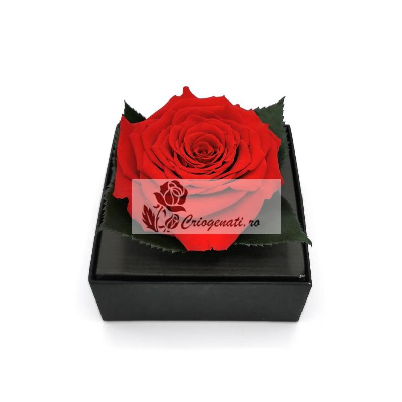 Trandafir criogenat XXL Rosu Giftbox