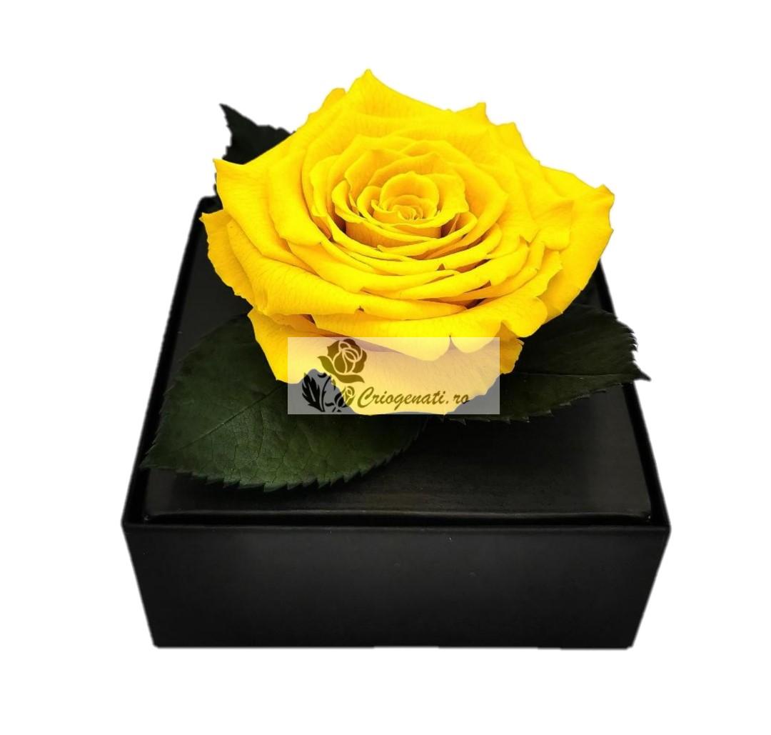 Trandafir criogenat XXL Galben Giftbox