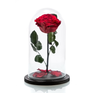 Trandafir Criogenat Rosu In Cupola De Sticla
