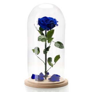Trandafir Criogenat Albastru Electric In Cupola De Sticla