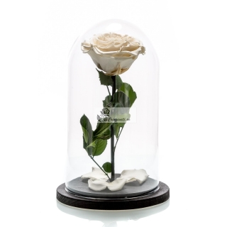 Trandafir Criogenat Alb In Cupola De Sticla