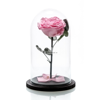 Trandafir Criogenat Roz In Cupola De Sticla