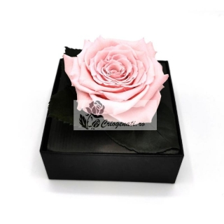 Trandafir criogenat XXL Roz Giftbox