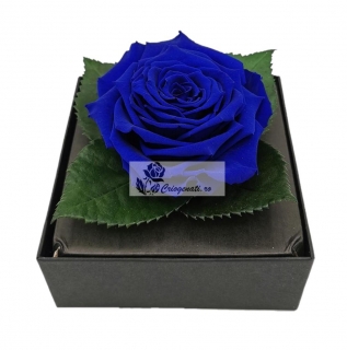 Trandafir criogenat XXL Albastru Giftbox