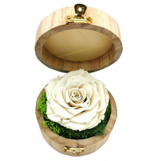 Trandafir criogenat Alb in cutie rotunda 