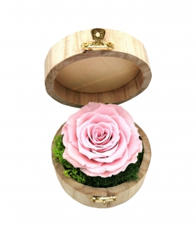 Trandafir criogenat Roz in cutie rotunda 